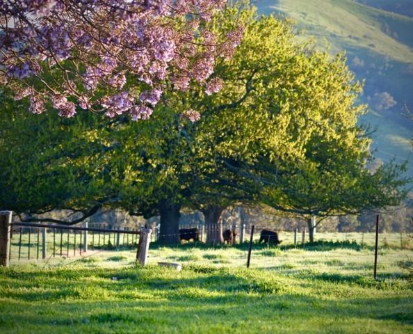 Alexandra Farmstay Екстериор снимка